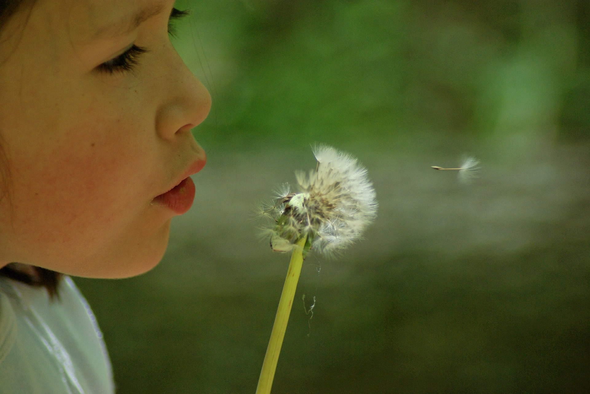 child_dandelion